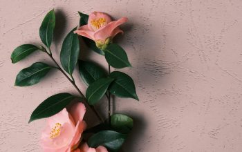 Wallpaper Pink and White Flower on White Wall