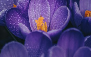 Wallpaper Purple Crocus Flower in Bloom Close Up Photo