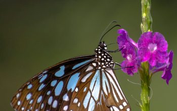 Wallpaper Black and White Butterfly on Purple Flower