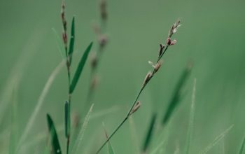 Wallpaper Green Grass Close-Up Photography