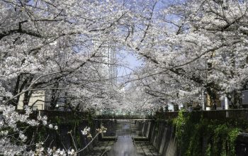 Wallpaper White Cherry Blossom Trees Beside River