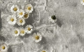 Wallpaper White and Yellow Daisy Flowers