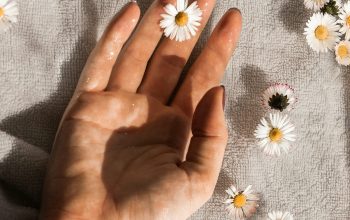 Wallpaper Person Holding White Daisy Flowers
