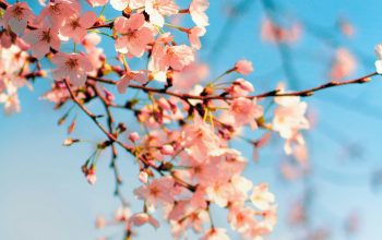 Wallpaper Pink and White Cherry Blossom