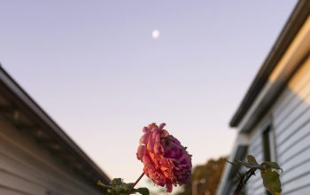 Wallpaper Pink Rose in Bloom During Daytime