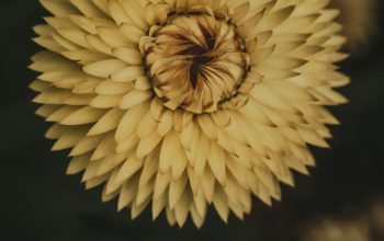 Wallpaper White Flower in Black Background