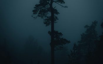 Wallpaper Silhouette of Tree at Night