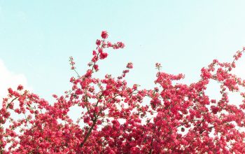 Wallpaper Red Flowers with Green Leaves During Daytime