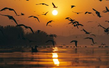 Wallpaper A Flock of Birds Flying Over Water