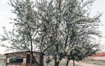 Wallpaper Brown Wooden House Near Green Trees During Daytime