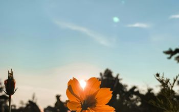 Wallpaper Yellow Flower Under Blue Sky