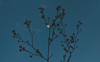Wallpaper Red Flower Buds Under Blue Sky