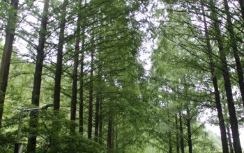 Wallpaper Green Trees in a Forest During Daytime