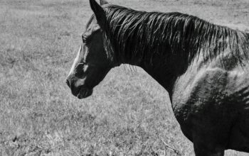 Wallpaper Black Horse on Green Grass Field During Daytime