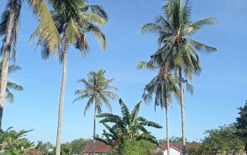 Wallpaper Palm Trees on Green Grass Field During Daytime