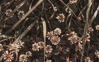 Wallpaper White and Brown Flowers in Tilt-Shift