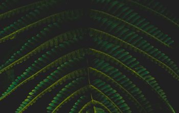 Wallpaper A Close Up of a Green Leaf on a Black Background