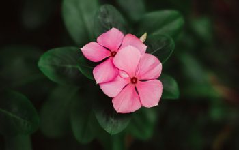 Wallpaper Pink Flowers with Green Leaves Background