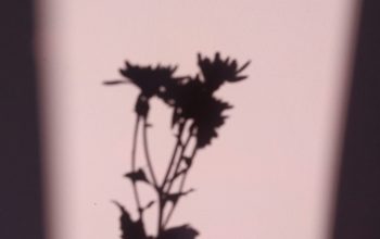 Wallpaper A Shadow of a Hand Holding a Flower