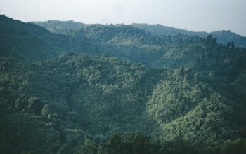Wallpaper A Lush Green Hillside Covered in Trees