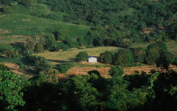 Wallpaper A Lush Green Hillside Covered in Lots of Trees