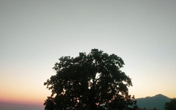 Wallpaper A Lone Tree in a Field at Sunset