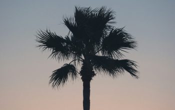 Wallpaper A Silhouette of a Palm Tree Against a Sunset Sky