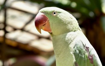 Wallpaper A Green Parrot Sitting on a Tree Branch