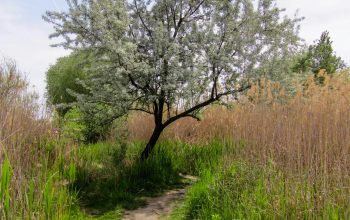 Wallpaper A Dirt Path with a Tree on the Side