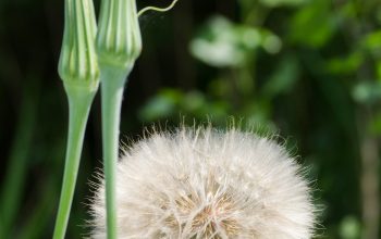 Wallpaper A Dandelion Flower with Long Stem