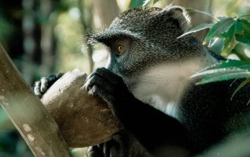 Wallpaper A Monkey in a Tree