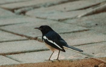 Wallpaper A Black and White Bird on the Ground