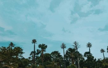 Wallpaper A Grassy Field with Palm Trees in the Background