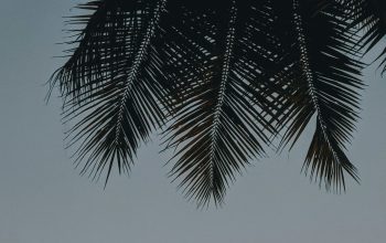 Wallpaper A Couple of Giraffes Standing Under a Palm Tree