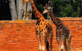 Wallpaper A Couple of Giraffes Standing Next to Each Other