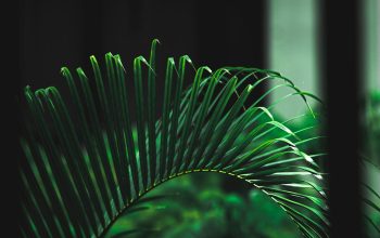 Wallpaper A Green Plant in Front of a Window