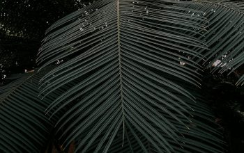 Wallpaper A Large Palm Tree with Lots of Green Leaves