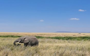 Wallpaper An Elephant Standing in a Field of Tall Grass