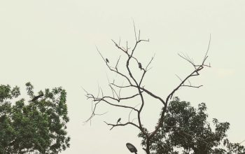 Wallpaper A Leafless Tree in Front of a Building