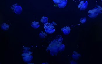 Wallpaper A Group of Blue Jellyfish Floating in Water