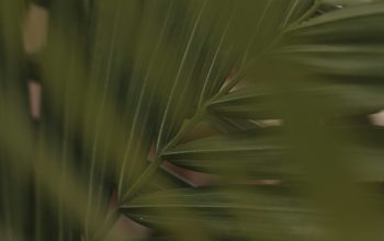 Wallpaper A Close Up of a Palm Leaf with a Blurred Background
