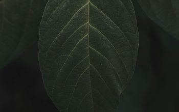 Wallpaper A Close Up of a Green Leaf on a Tree