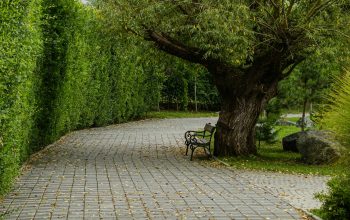 Wallpaper A Bench Under a Tree on a Brick Walkway