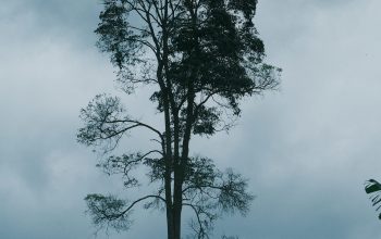 Wallpaper A Lone Tree on a Hill Under a Cloudy Sky