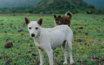 Wallpaper A White Dog in a Lush Green Field