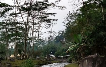 Wallpaper A River Running Through a Lush Green Forest