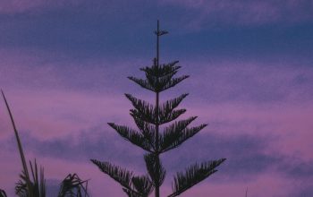 Wallpaper A Tall Tree Under a Purple Sky