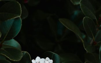 Wallpaper A Small White Flower Surrounded by Green Leaves