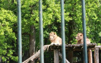 Wallpaper A Couple of Lions Sitting on a Tree Stump