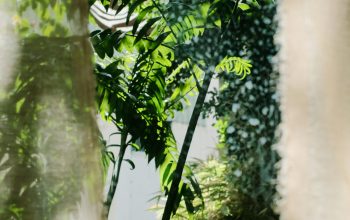 Wallpaper A Green Plant Seen Through a Window